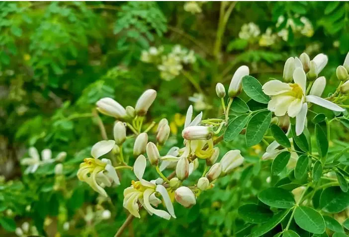 Moringa